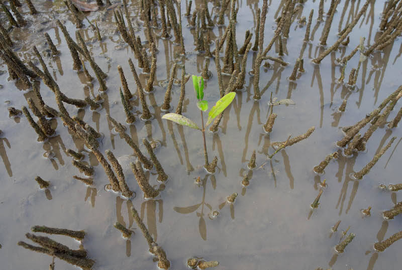skott av mungrove, Foto: Isabell Carlsson